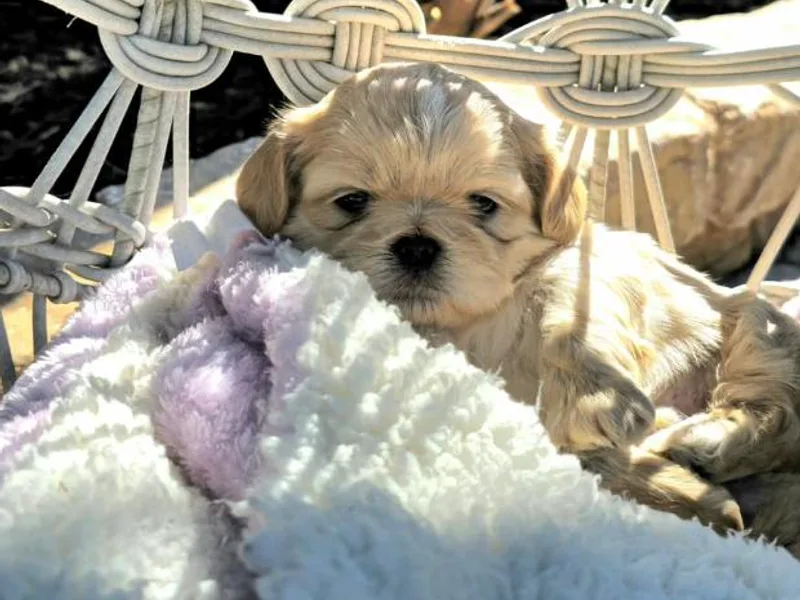 Absolute heavenly Shih Tzu’s