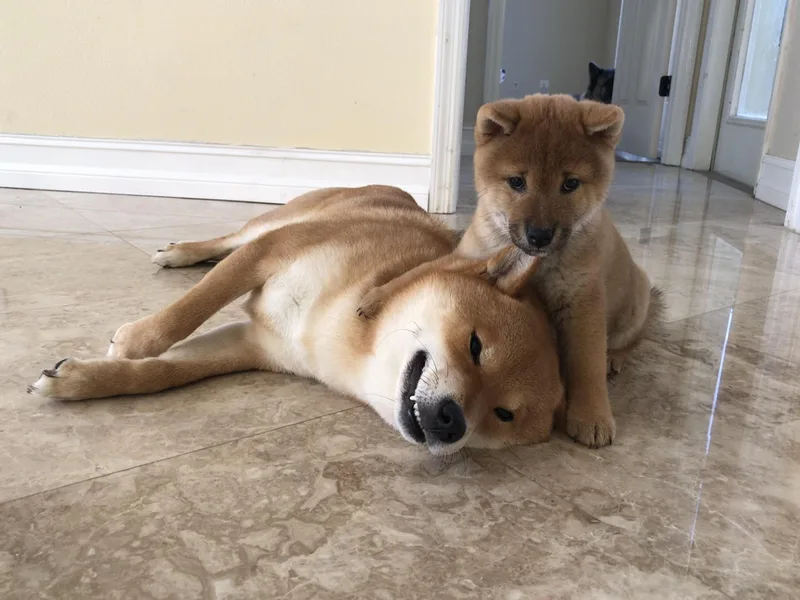 Absolute Shiba Inu