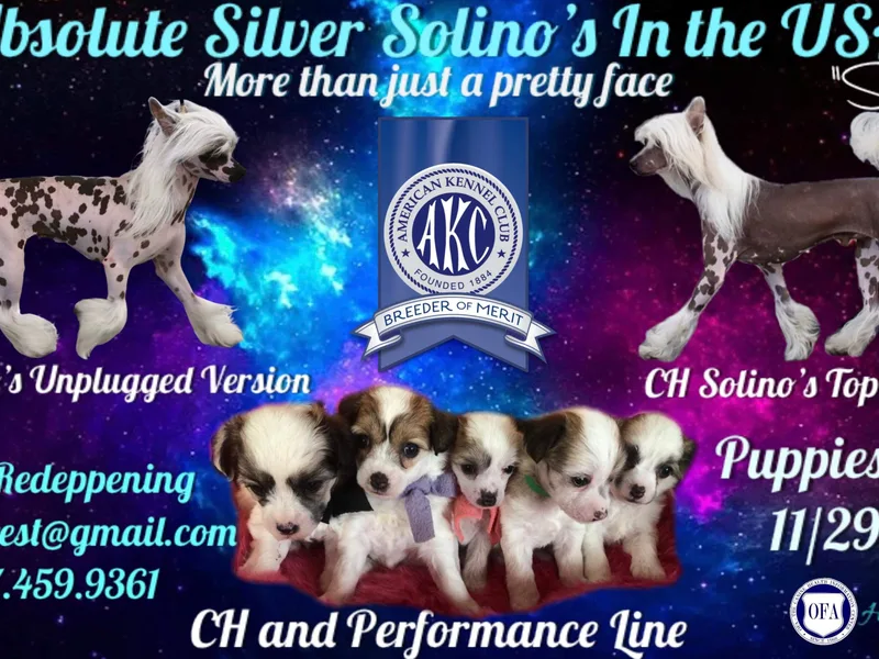 Absolute Silver photo 1