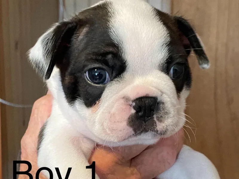 Absolutely Boston Terriers and French Bulldogs