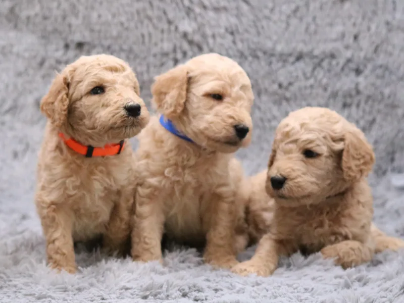 Absolutely Pampered Poodles