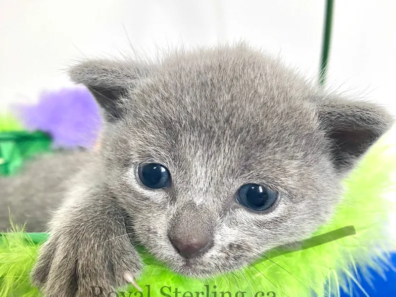 AbsolutelyBlue photo 1