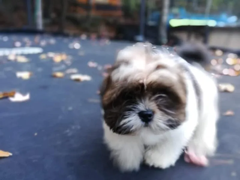 Absosengkye Kennel photo 1