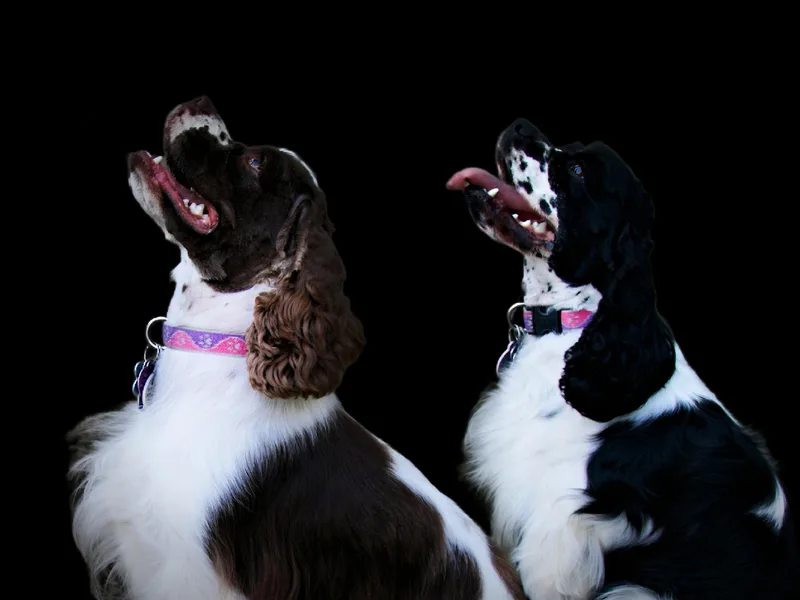 Abundance of Joy LLC Cocker Spaniels