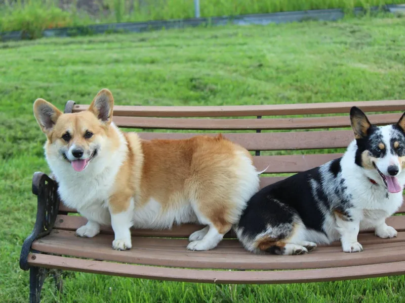 Abundant Joy Corgis