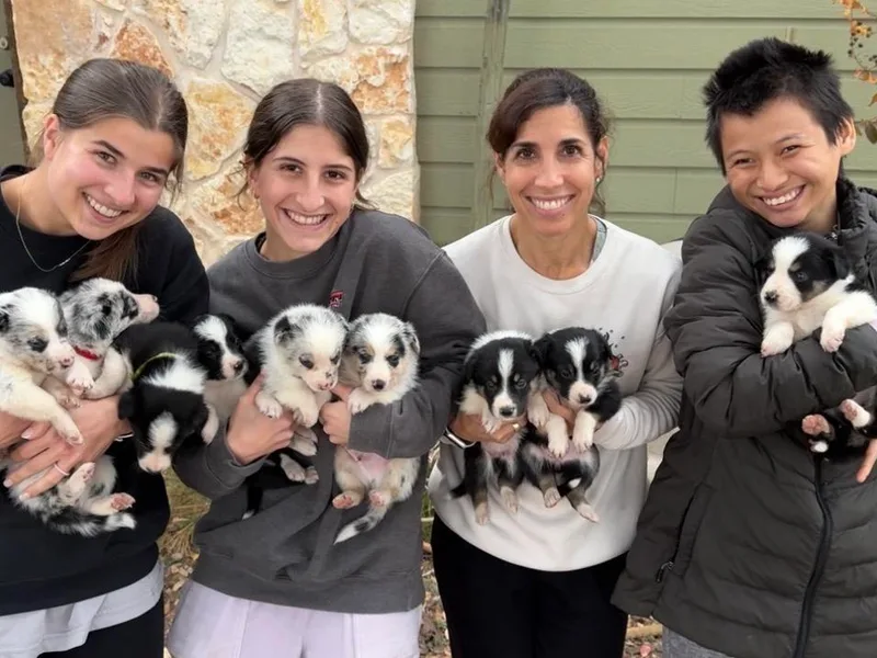 Abundant Life Ranch Border Collies