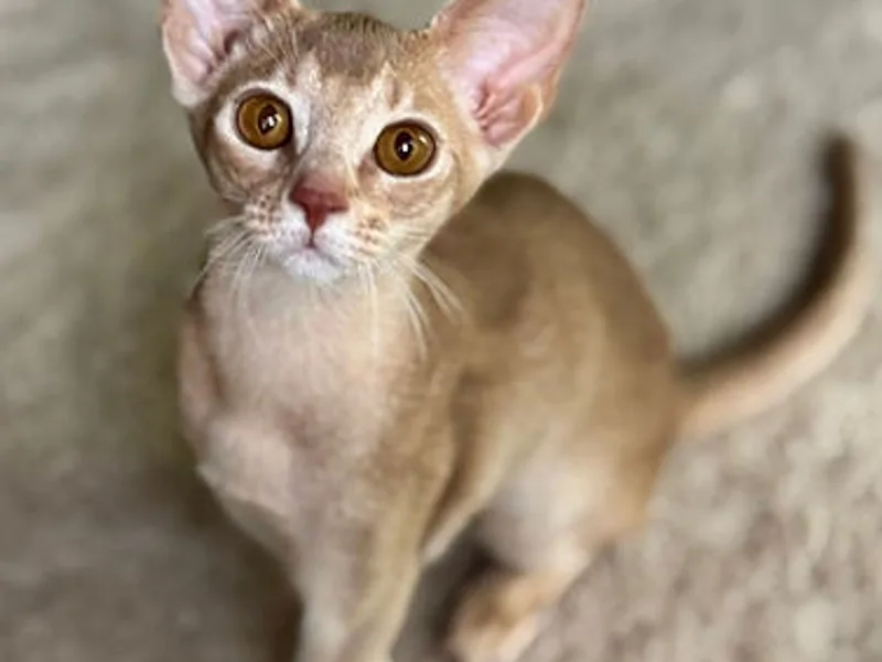 AbysomBlooming photo 1