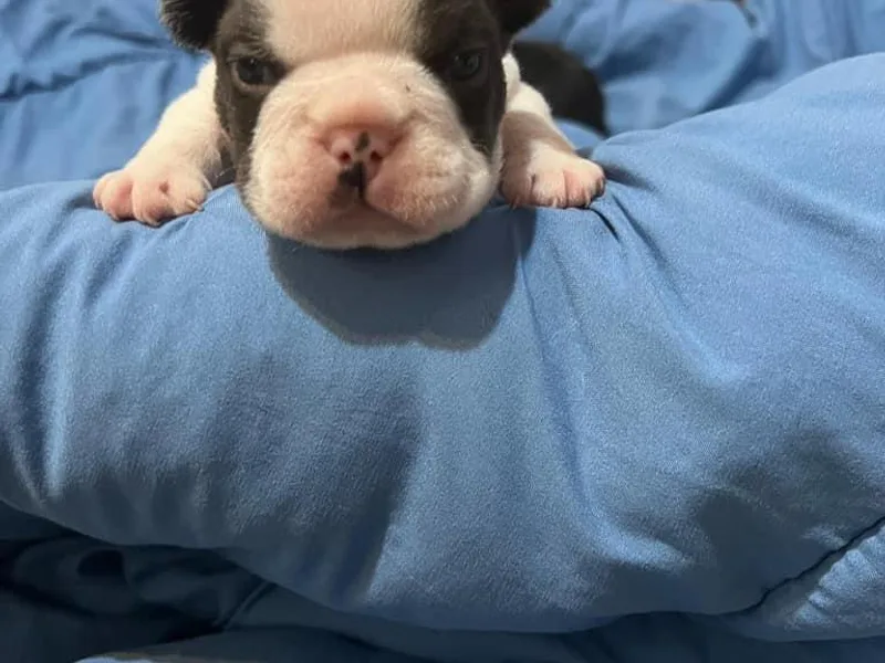 AC/DC French Bulldogs of Hampton Roads