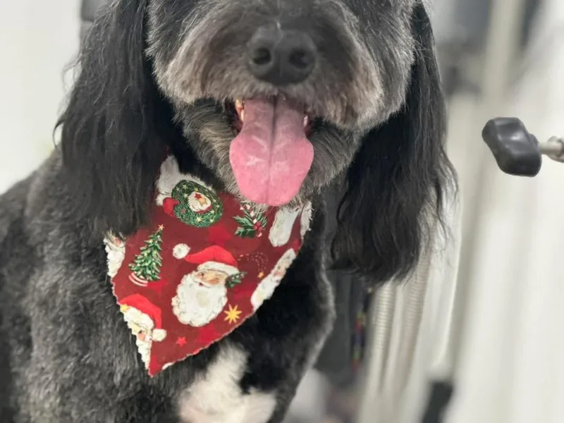 AC Doodles &amp; Corgis