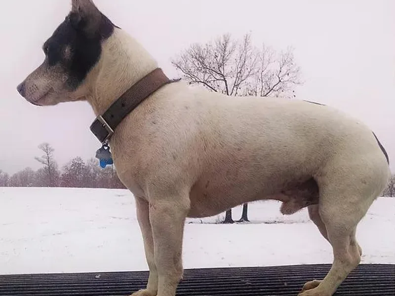 Acadia Teddy Roosevelt Terriers photo 1