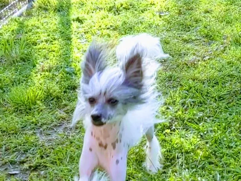 Acajun Cresteds photo 1