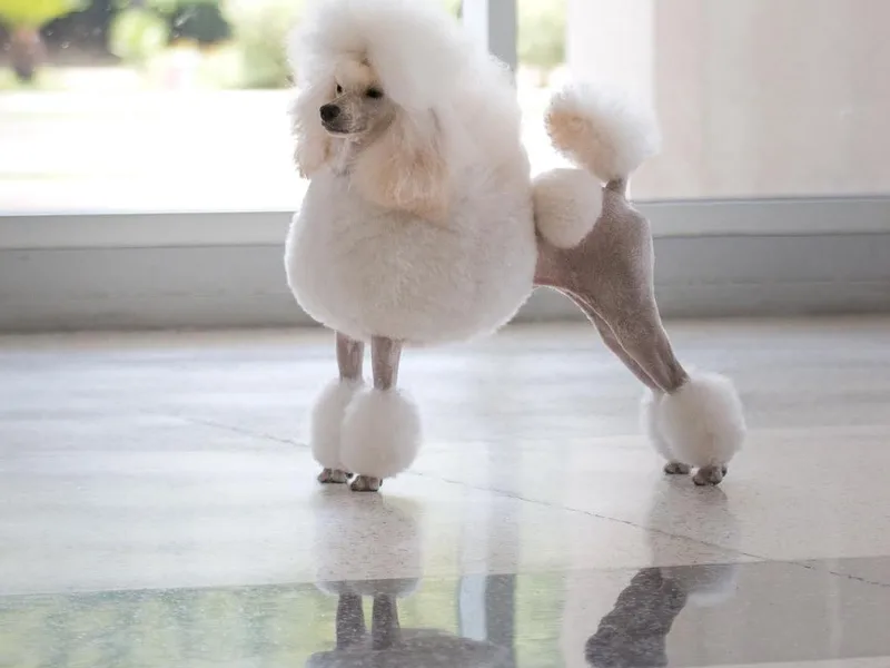 Acclaim Miniature Poodles