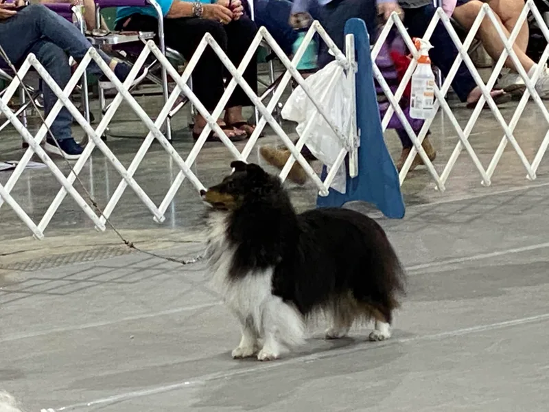 Acclaim Shelties