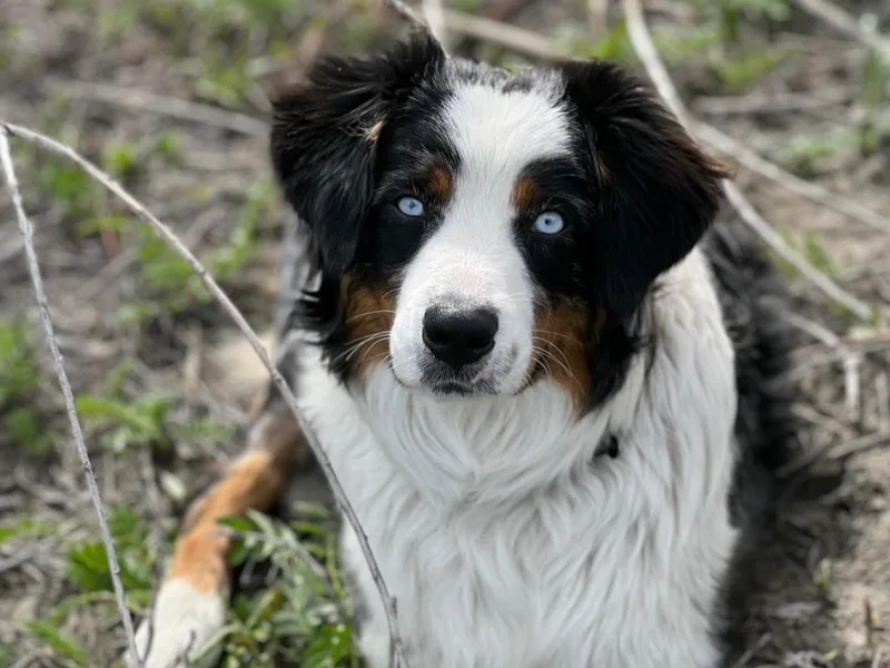 Ace-High Australian Shepherds