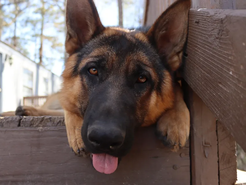 Ace of Hearts K9’s