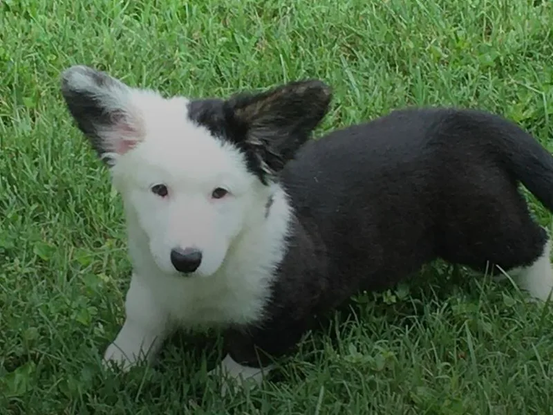 Ace of Hearts photo 1