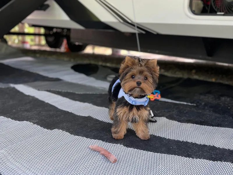Ace of Spades Yorkies