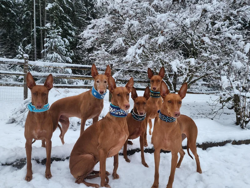 ACE Pharaoh Hounds photo 1