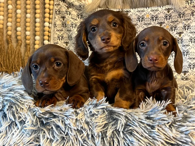 Ace’s Doxies