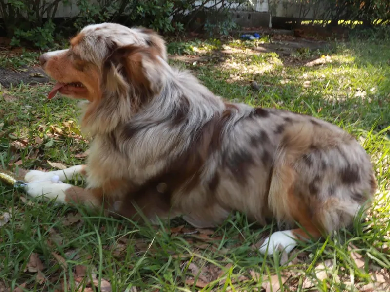 Ace’s Mini Aussies