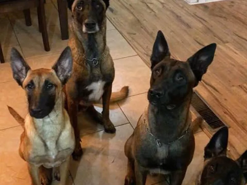 ACE Soldat Hunde, LLC.