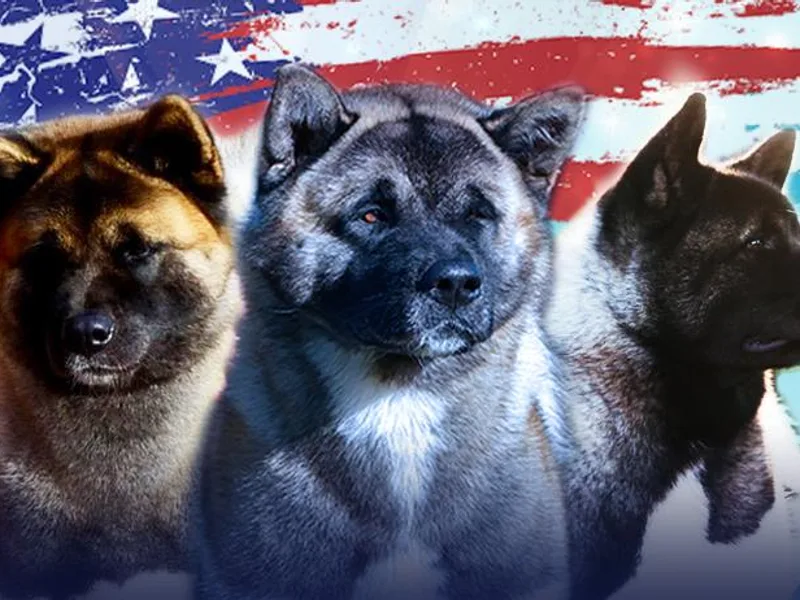 Aces-Up Akitas photo 1