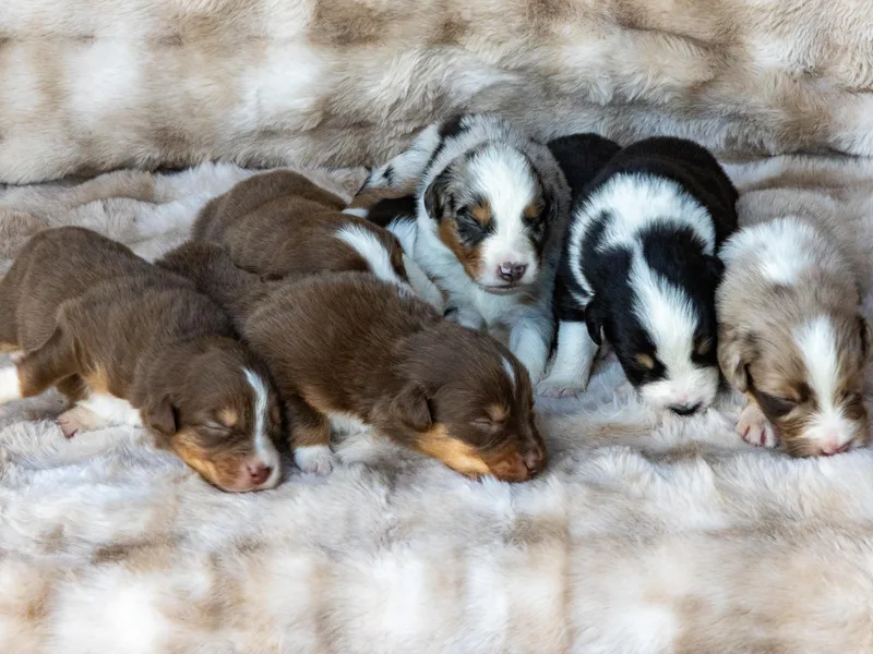 Acheron Aussies