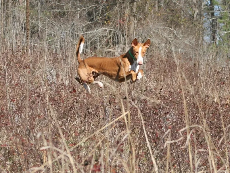 Acires Ibizan Hounds photo 1