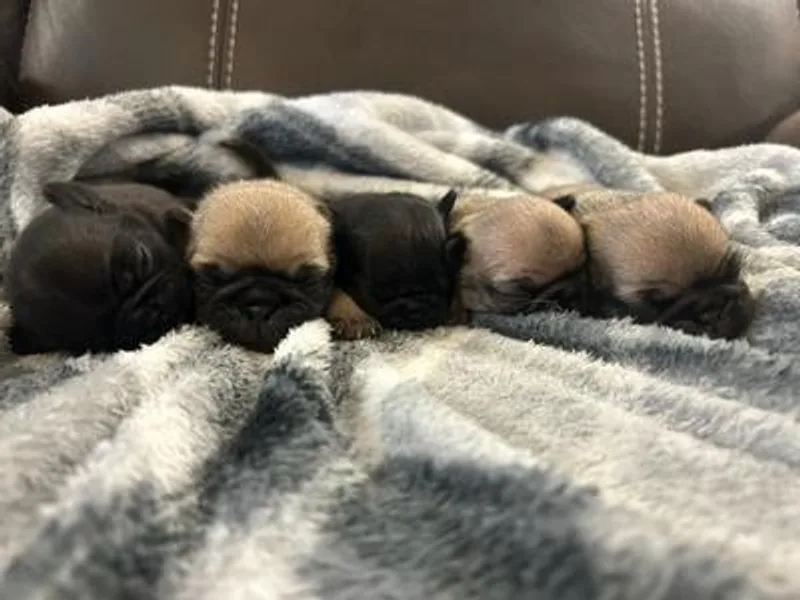 Ackley Pugs photo 1
