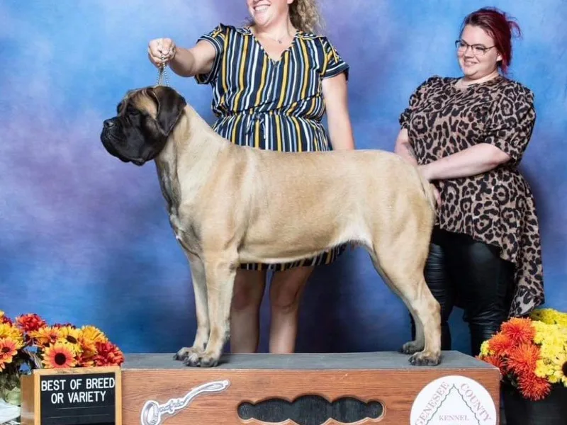 ACM Mastiffs photo 1