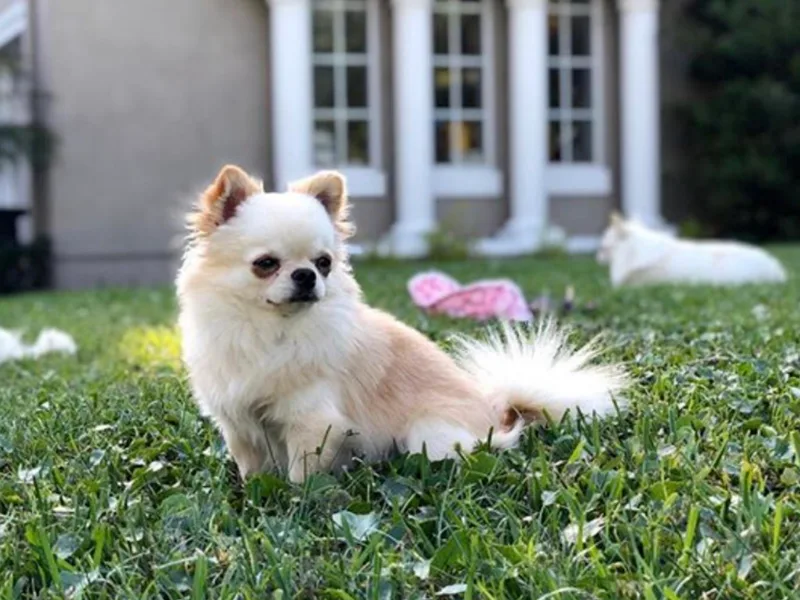 Acme Chihuahuas (Cheeky Chis)