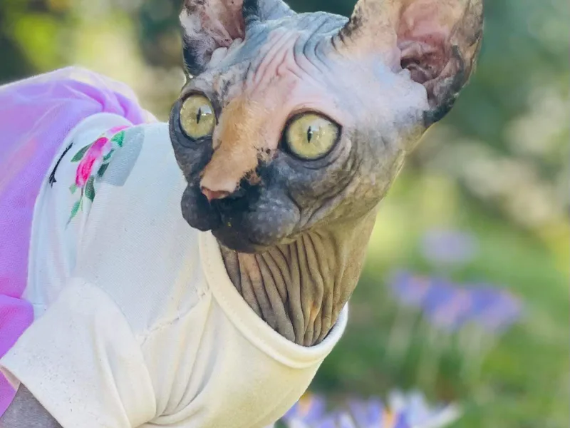 ACollierCats photo 1