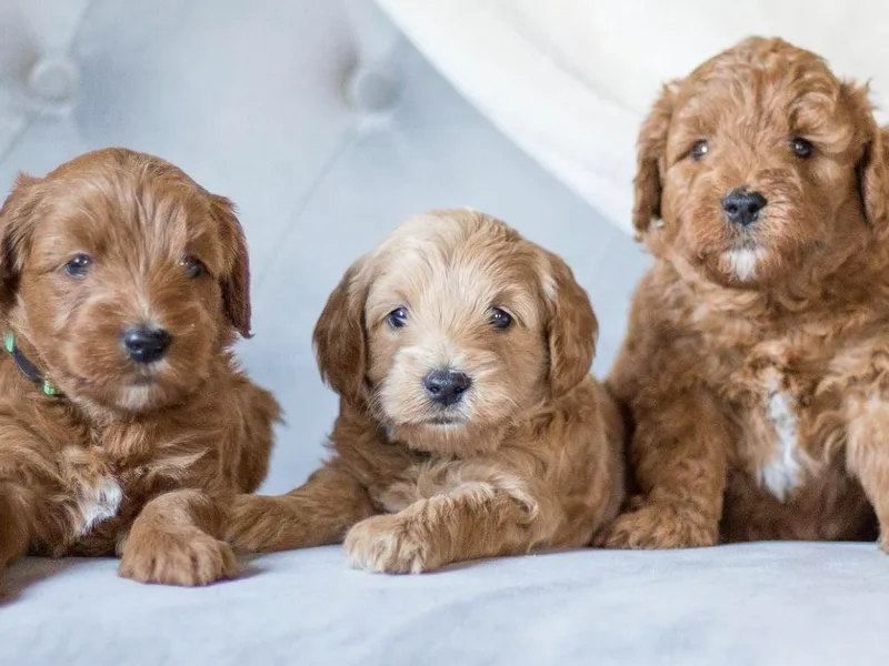 Acorn Acres Goldendoodles