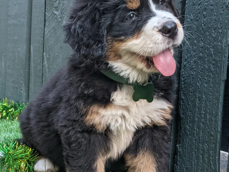 Acorn Hill Bernese