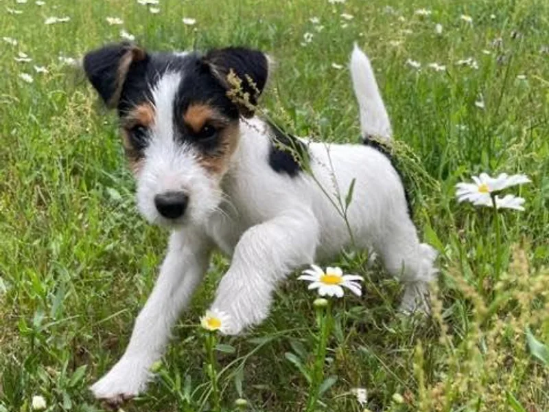 Acorn Ridge Jack Russell Terriers photo 1