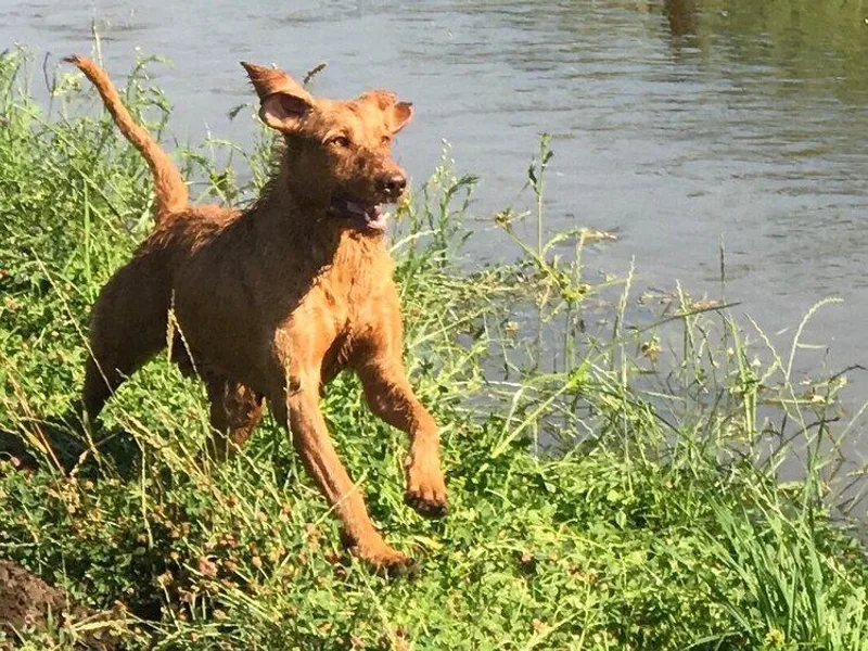 AcornnAcres Wirehaired Vizslas