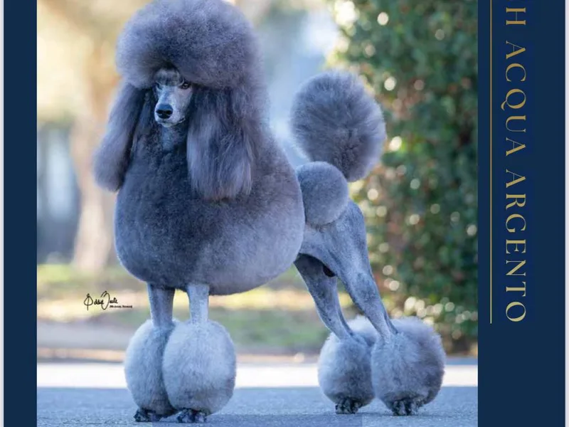 Acqua Standard Poodles