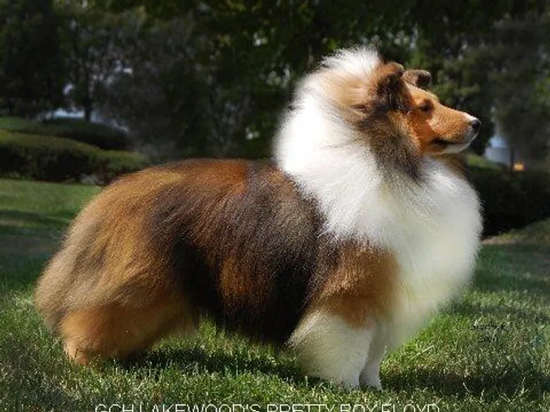 Acres Flats Shelties