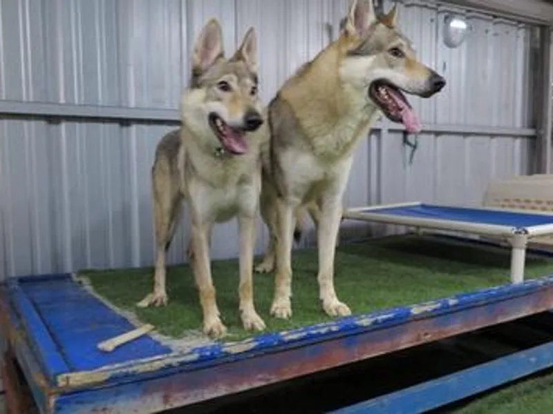 Acting K9 Services photo 1