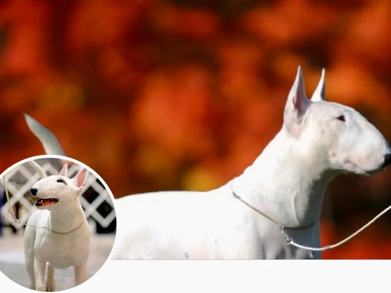 Action Bull Terriers photo 1