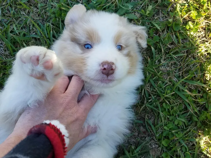 Acura Australian Shepherds