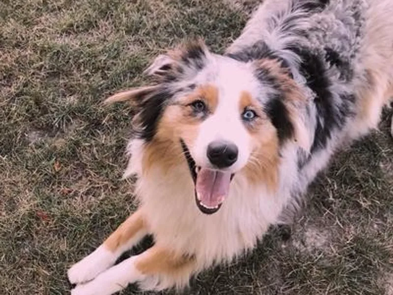 AD's Australian Shepherds