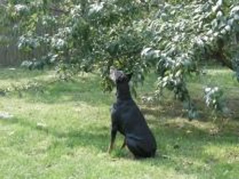 Ada Fry's Doberman Pinschers