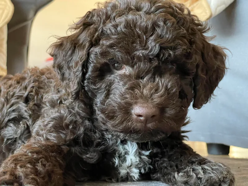 Adagio Lagotto photo 1