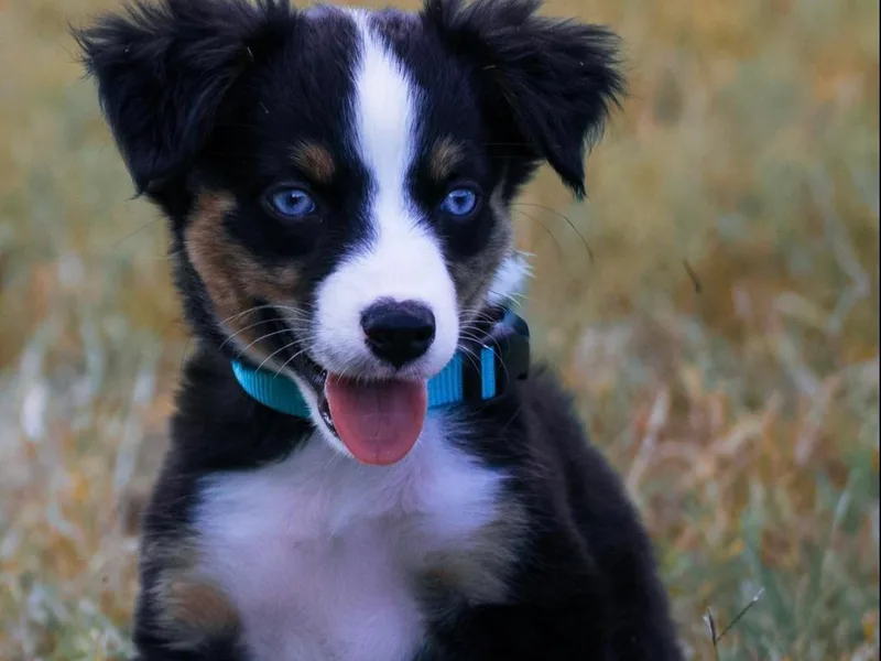 Adair Acres Aussies photo 1