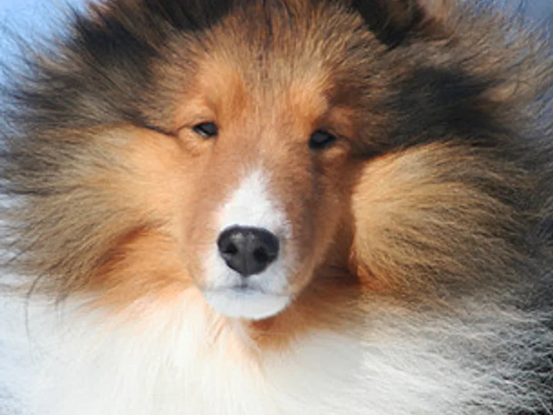 Adair Shetland Sheepdogs