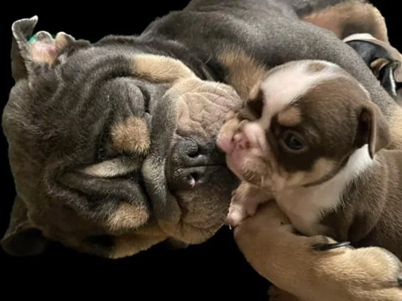 Adam's Bulldogs