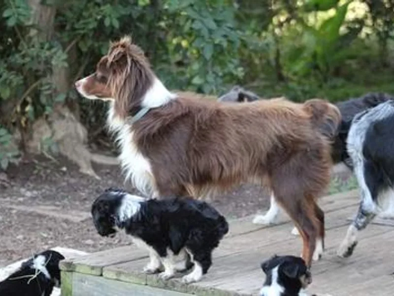 Adams Acres Cattle Dogs