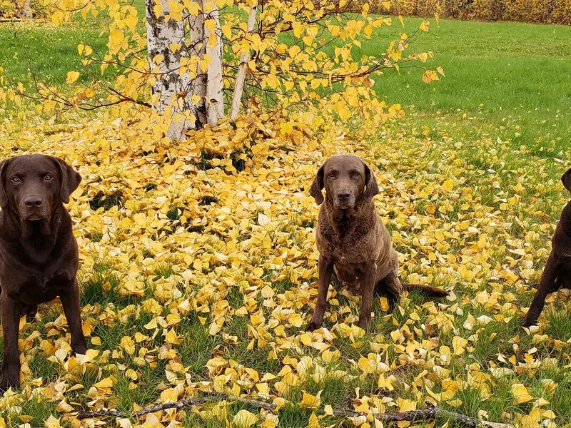 Adams Nenana Fars photo 1