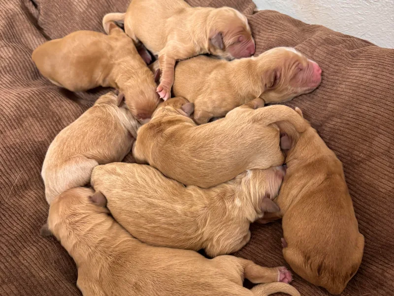 Adams Puppies